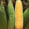 【8月中旬〜下旬発送予定】生で食べれるめちゃウマトウモロコシ《10本》