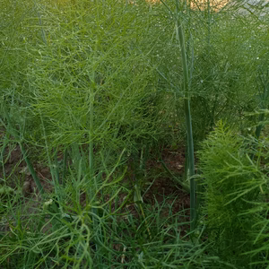 長崎県産農薬不使用フェンネルの葉300g