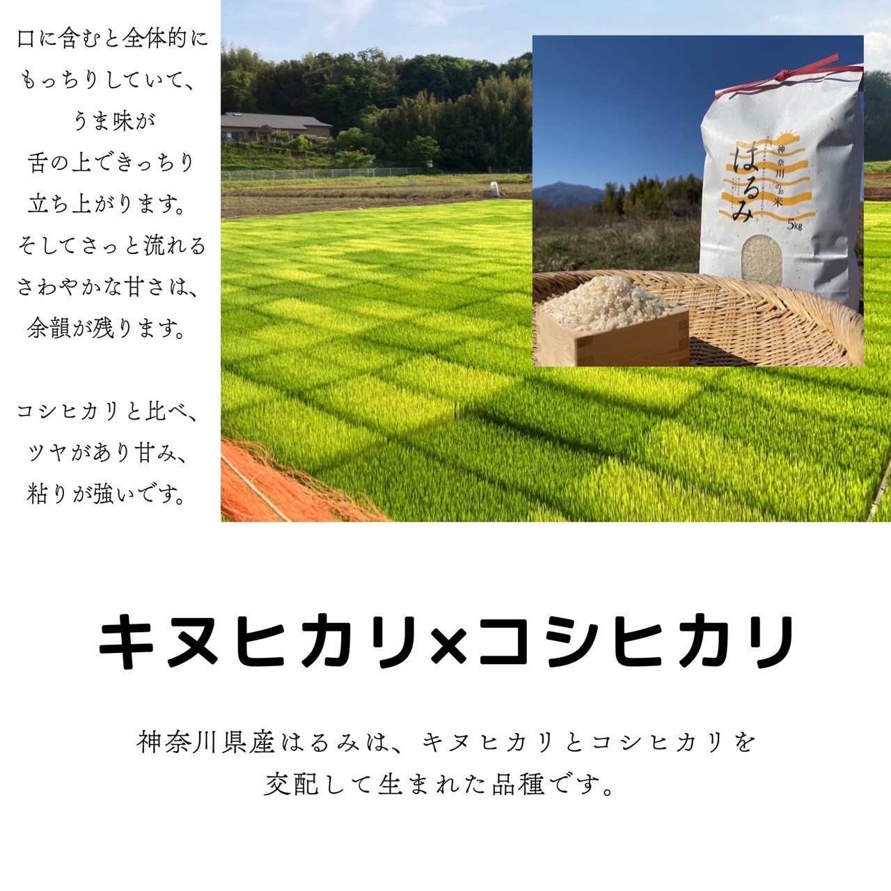 特別価格！】美味しさ保証！神奈川県産はるみ・霜島農園の安全で新鮮なお米をお届けします！ - 食品