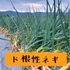 【訳あり】ねっこ農園のド根性青ネギ