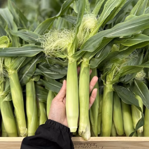 【皮付き新鮮！】採れたてヤングコーン