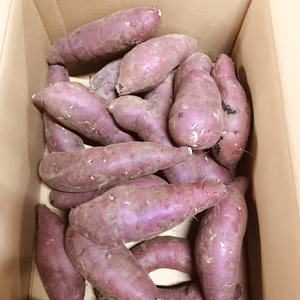 牧之原台地の赤土で育ったサツマイモ紅はるか4kg Lサイズ