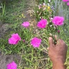 お得なセット！！ 食べれるお花！【エディブルフラワーmix】　3パックセット
