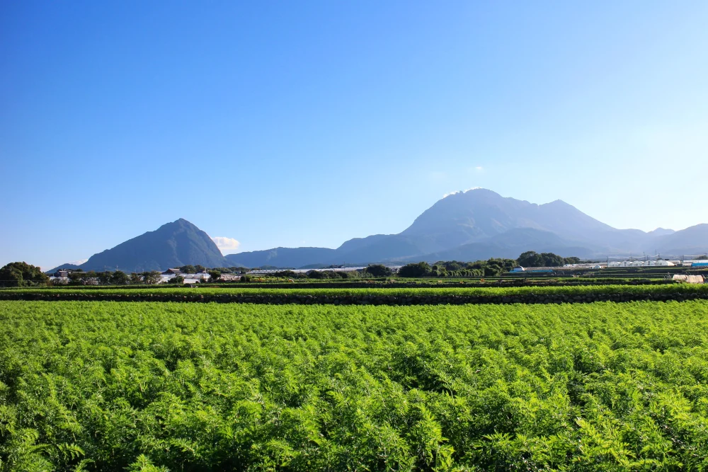 【訳あり】長崎県産新玉ねぎ4kg　3月中旬頃発送予定