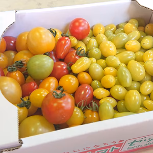 【TM1.8】ティポ & カラフルフルーツトマト　たっぷり1.8㎏　