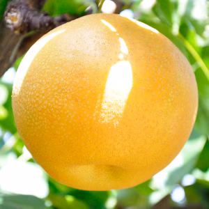 野菜ソムリエの園主厳選  樹上完熟  新高