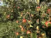 8月下旬～さむさわのりんご 綺葉な葉とらずサンつがる 5キロ 14～18玉  