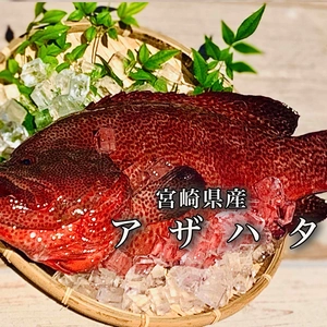 【本日発送】送料無料！漁獲の少ない高級魚アザハタ（1.7kg）