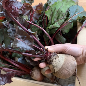 飯舘村のビーツ　デトロイトダークレッド　10個前後