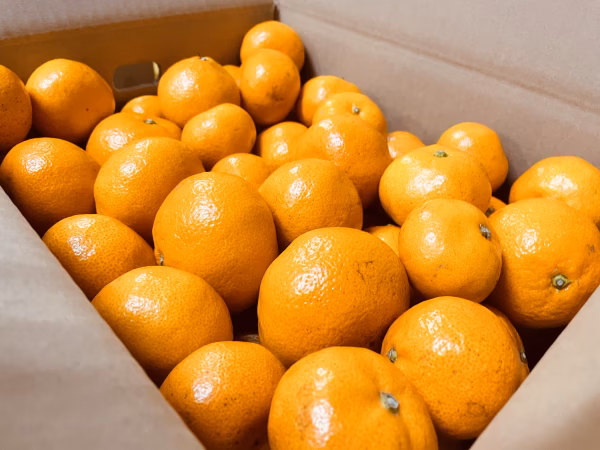 こたつみかん　“興津早生”　５㌔（箱込・わけあり品）