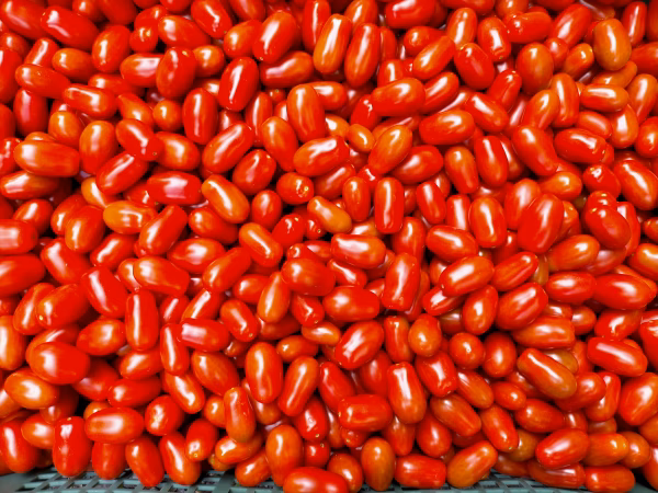 限定セット：ロッソナポリタン1㎏＆ヤングコーン25本＆バジル300g