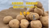 減農薬栽培 熟成100日じゃがいも【とうや】Ｌサイズ