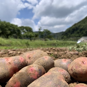 自然栽培のじゃがいも　【グラウンドペチカ】　約2kg