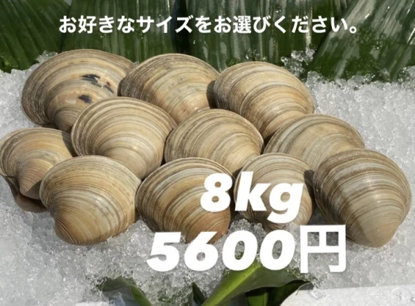 ホンビノス貝【8kg】