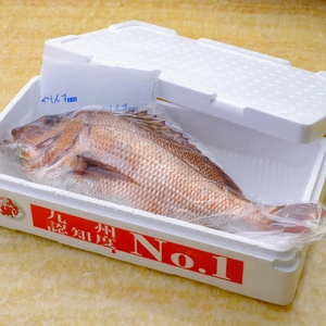 (冷蔵) みやび鯛 まるごと一尾セット