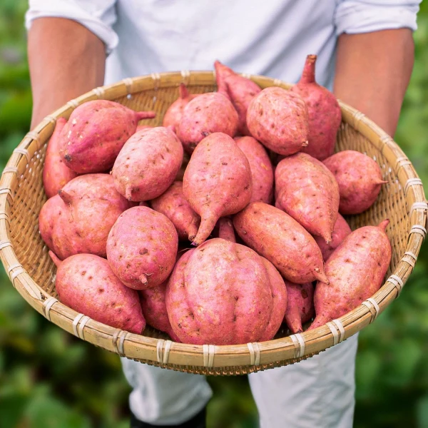 種子島安納いも】taneco 熟成 種子島安納いも 5kg｜野菜の商品詳細