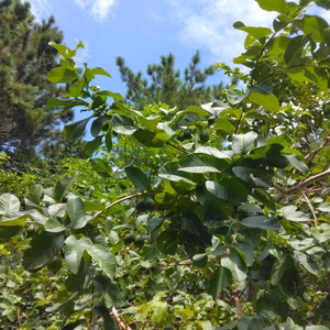 石垣島蜜蜂農園のグアバ