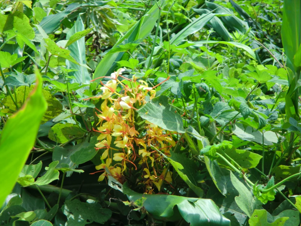 ジンジャー 球根　キバナシュクシャ　芳香の蝶々花