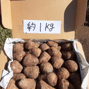 お買得❣少し小ぶりの里芋(土垂)　”コンパクト箱に入るだけ”