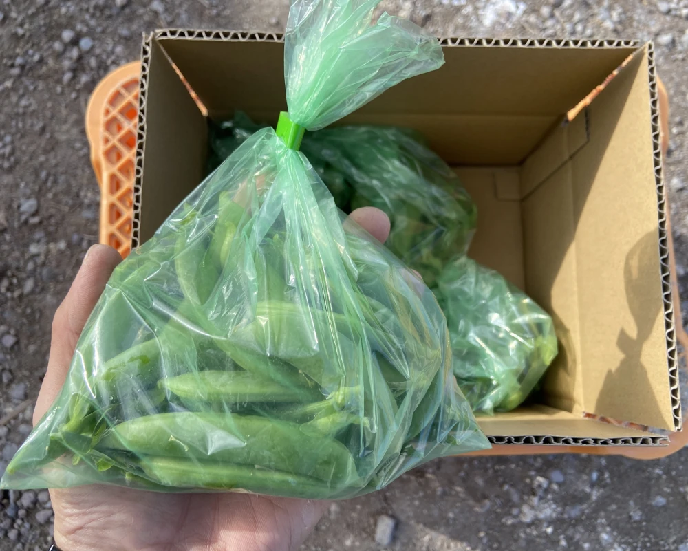（訳あり）【おのんすなっぷえんどう】1kg（200g×5袋）　朝採れ新鮮！