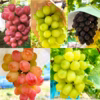 豪華シャイン5品種セット！シャインマスカットやバイオレットキングまで！