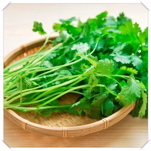 【数量限定】パクチー☆摘みたて 