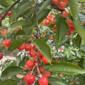 甘くてジューシー✨　紅ゆたか1キロ　サイズMIX