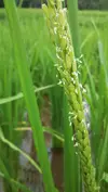 令和3年産　昭和のリバイバル玄米　　おだ掛け、肥料農薬不使用、自家種