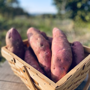 紫芋【農薬・化学肥料不使用】【訳あり】