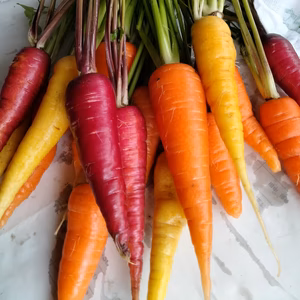 【農薬不使用】カラフル人参　ご希望の方には葉っぱをお付け致します！