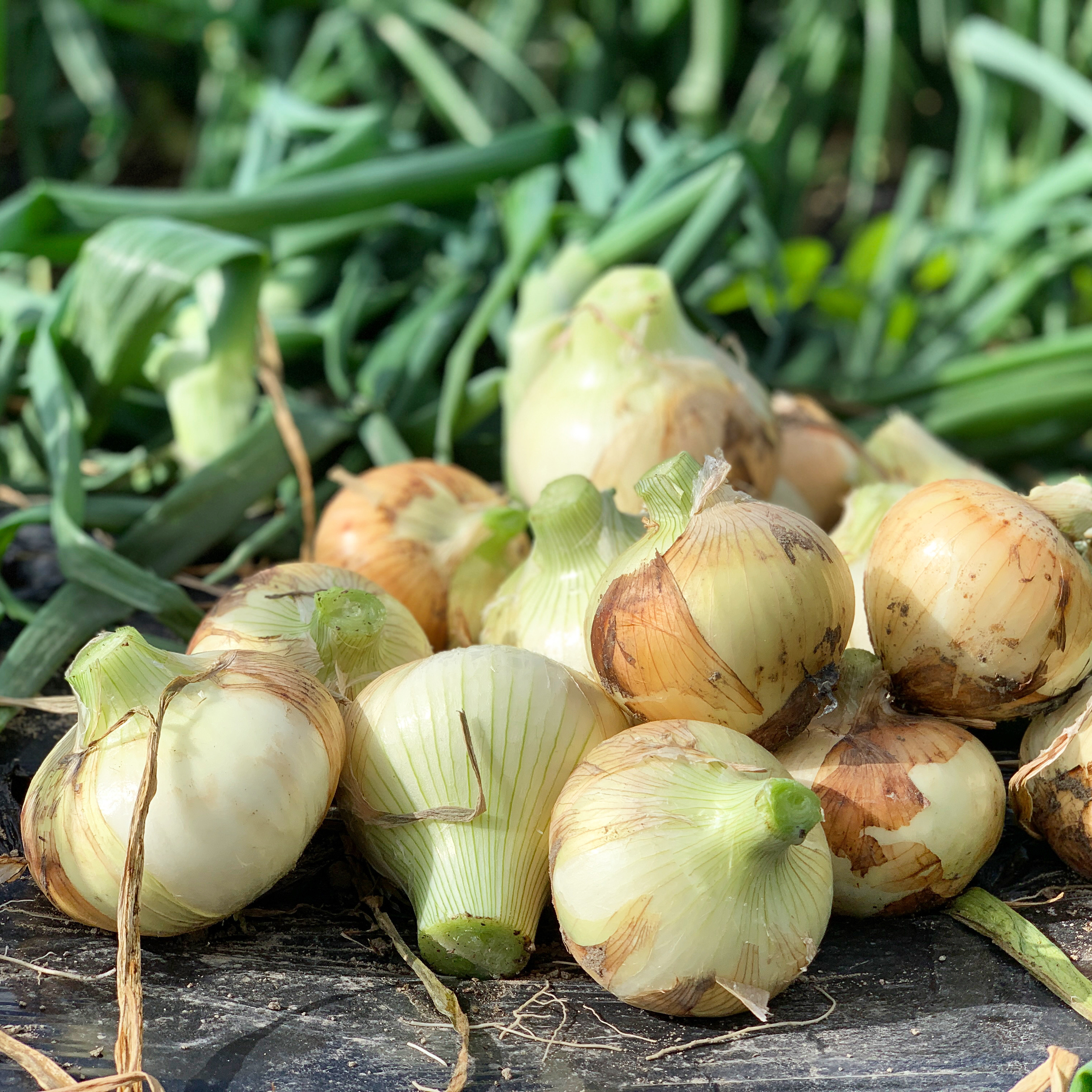 淡路島⭕冬の新たま⭕子どもたちがパクパク食べちゃう 2kg 約6〜8個入