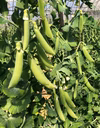 朝採れ♫スナップえんどう/たっぷり1kg