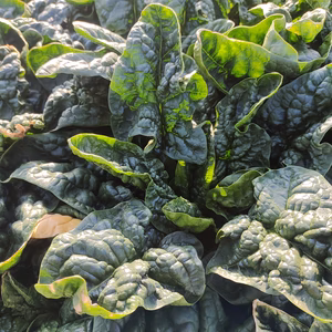 [なゆた農場]寒締め縮みほうれん草※農薬化学肥料除草剤動物性肥料不使用