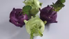 北海道　剣淵町産　コールラビ　緑紫mix