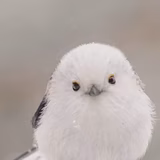 ちゃしろちゃん