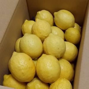 岩城島レモン（栽培期間中農薬不使用）〜越冬レモン〜