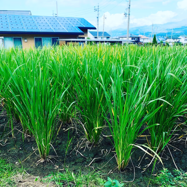 赤坂マコモ農園