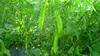旬こそ命！吹っ飛ばせ夏バテ　四角豆＊1ｋｇ～農薬／化学肥料・不使用
