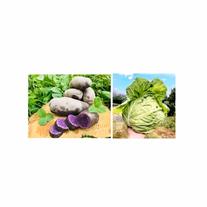 3.5㌔【限定販売】幻の紫じゃがいも✨農薬不使用の自然栽培！と小さめキャベツ