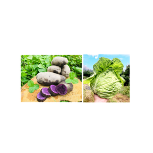 3.5㌔【限定販売】幻の紫じゃがいも✨農薬不使用の自然栽培！と小さめキャベツ