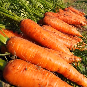 彩り鮮やか カロテン豊富なニンジン【オランジェ】4.5kg/9kg