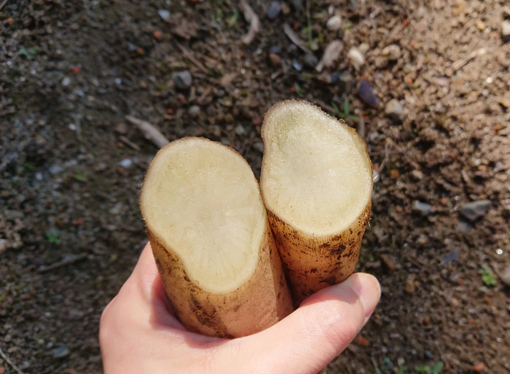 ヤーコンと菊芋のセット 農薬化学肥料不使用 