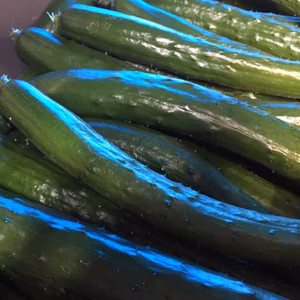 新鮮、朝採り露地きゅうり ５キロ