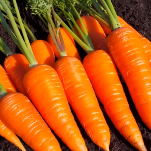 コールドプレスジュース用ニンジン