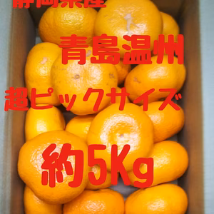 静岡県産　青島みかん びっくりサイズ　約5㎏