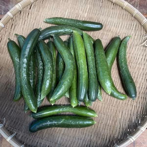 みずみずしいきゅうり　無農薬