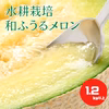 《送料込み・訳あり》大量超お買い得1.2kg以上！水耕栽培 和ふうるメロン　