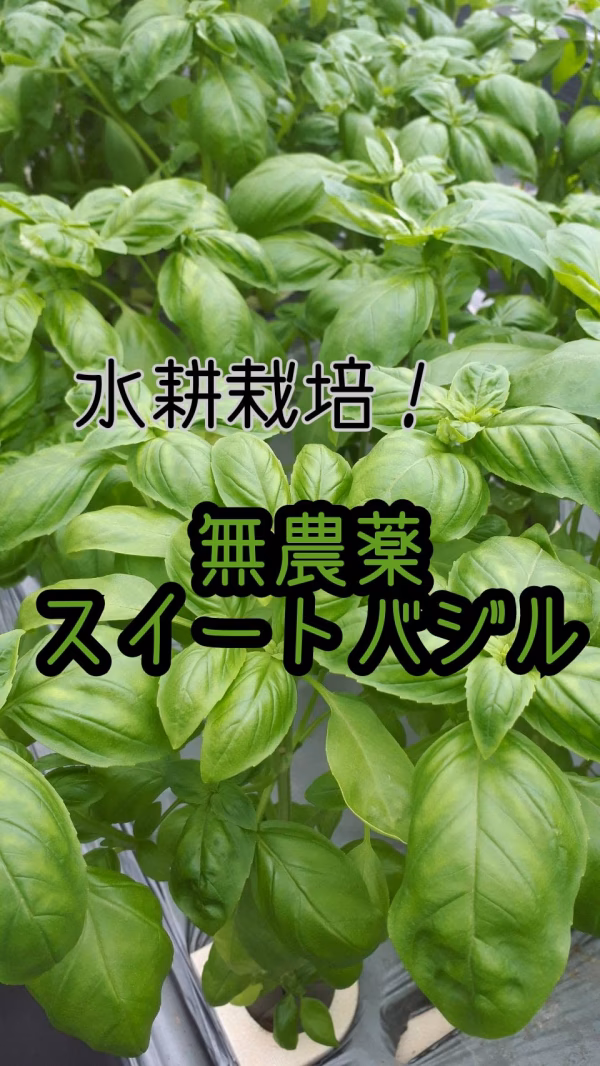 香り溢れる無農薬スイートバジル