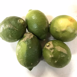 【栽培期間中農薬不使用・ワケあり品】ハウス栽培レモン　味も香りもバツグン