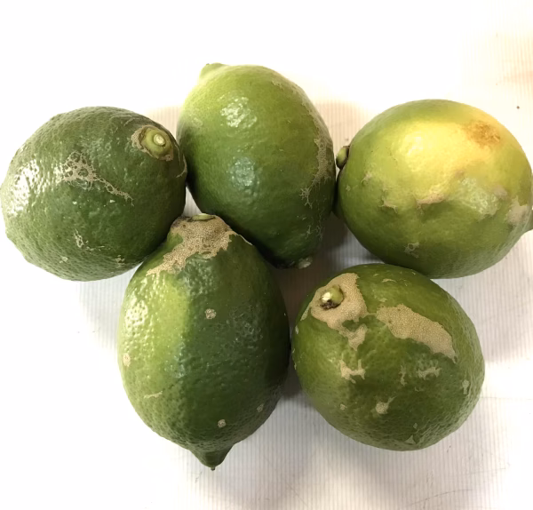 【栽培期間中農薬不使用・ワケあり品】ハウス栽培レモン　味も香りもバツグン